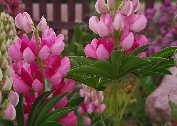 农家乐 Zulawska *