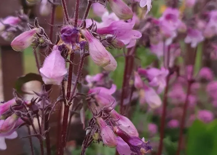 农家乐 Zulawska Nowy Dwór Gdański